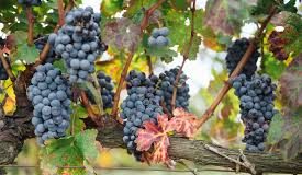 Enoturismo no sudeste uruguaio