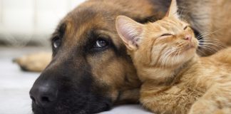 Feira de Adoção de Pets no CasaPark