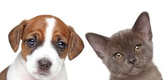 Cobasi promove nova Feira de Adoção de cães e gatos no CasaPark