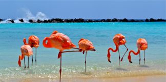 Aruba investe em qualificação de profissionais brasileiros