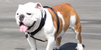 Pet Day volta ao Eixão Sul