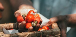 Menu em nove etapas reúne renomados chefs em prol do Cerrado