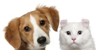 Feira de Adoção no Dia das Crianças do Taguatinga Shopping