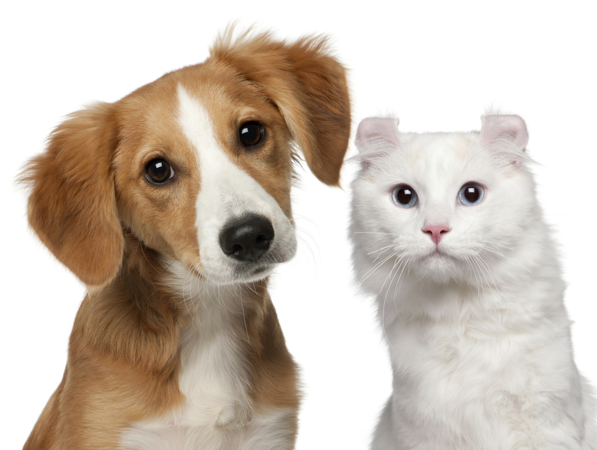 Животные породы кошек и собак. Ошейник антилай спреевый. Котики собачки. Кошка и собака на белом фоне. Питомцы на прозрачном фоне.