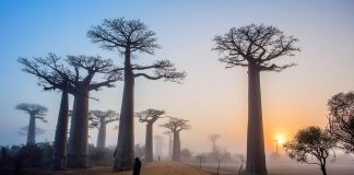 Brasília sediará a maior exposição fotográfica coletiva do mundo