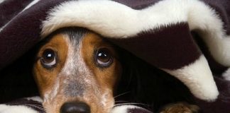 Como proteger seu animal de estimação durante a queima de fogos de artifício