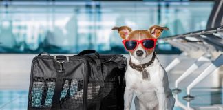 Você sabe o que é preciso para viajar com seu bichinho de estimação?