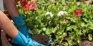 Taguatinga Shopping é o 1º do DF a transformar lixo molhado em composto orgânico