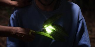 Cúpulas da Torre de TV Digital recebem exposição “Pirâmide, Urubu”