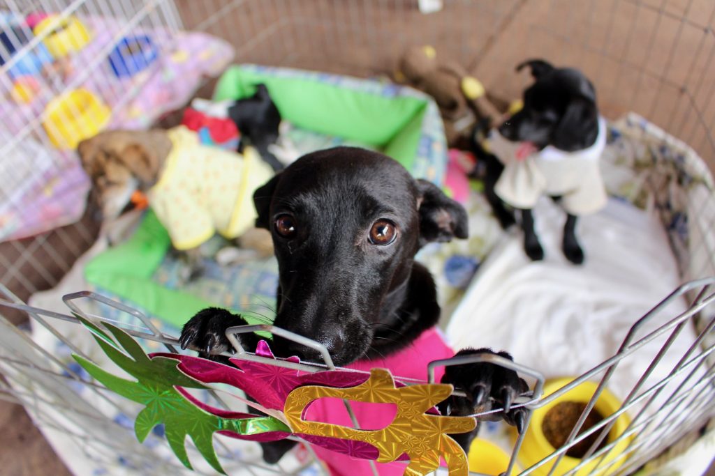 Mercadinho do Brasília traz feirinha de adoção de pets
