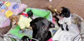 Mercadinho do Brasília traz feirinha de adoção de pets