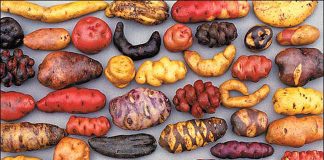 Taypá promove Festival Las Papas Peruanas