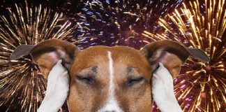Como cuidar dos animais de estimação durante a queima de fogos no Réveillon