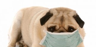 Saiba como cuidar da rotina do seu pet em tempos de isolamento social