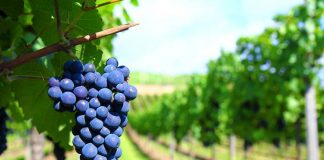 17 de abril, Dia Mundial do Malbec