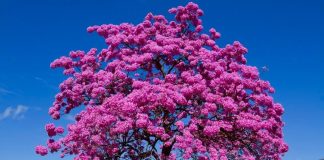 Os dias frios na capital antecipam a florada dos ipês-roxos