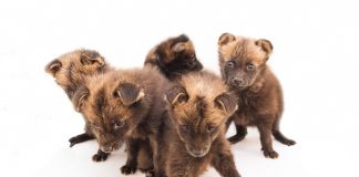 Zoológico de Brasília acolhe cinco filhotes órfãos de lobo-guará