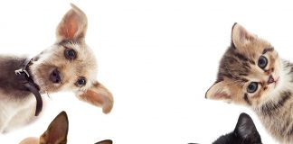 JK Shopping promove feira virtual de adoção de pets