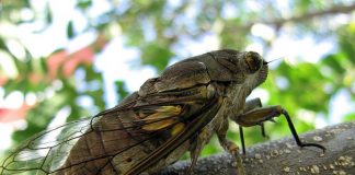 Começou a temporada das Cigarras no DF. Será que o seu canto é sinal de chuva?