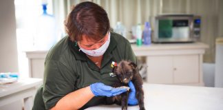 Zoológico de Brasília acolhe mais de 50 animais órfãos