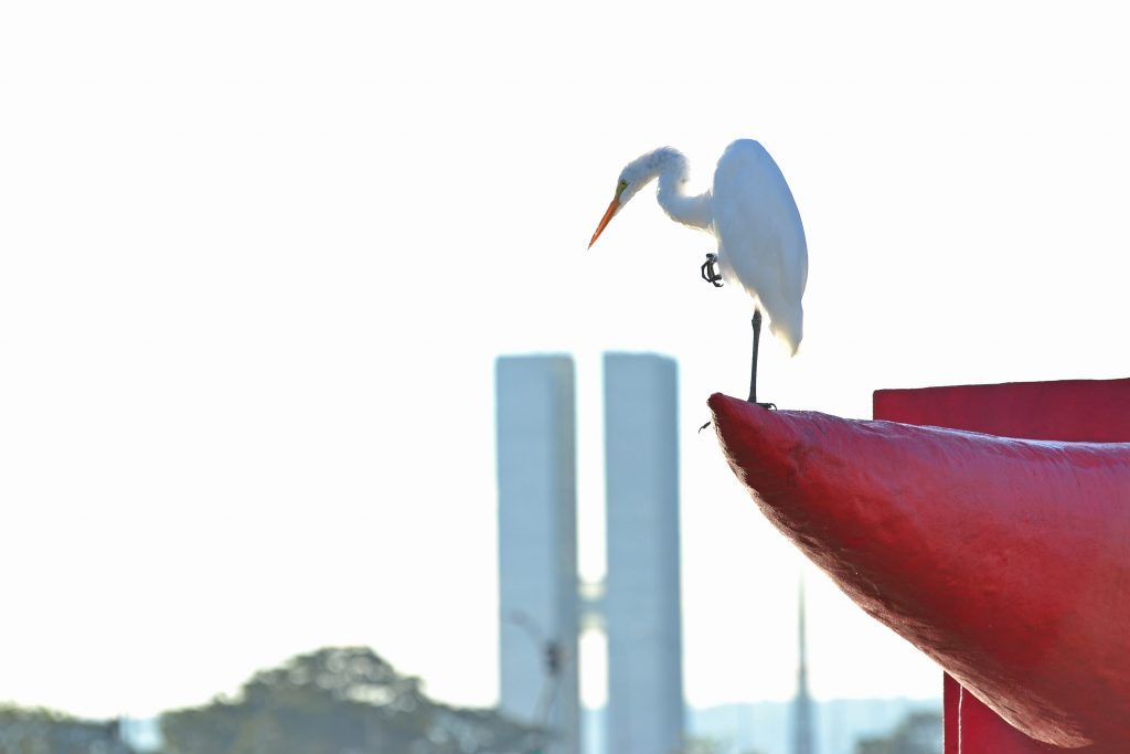 Festival Mês da Fotografia 2021 será realizado em formato híbrido