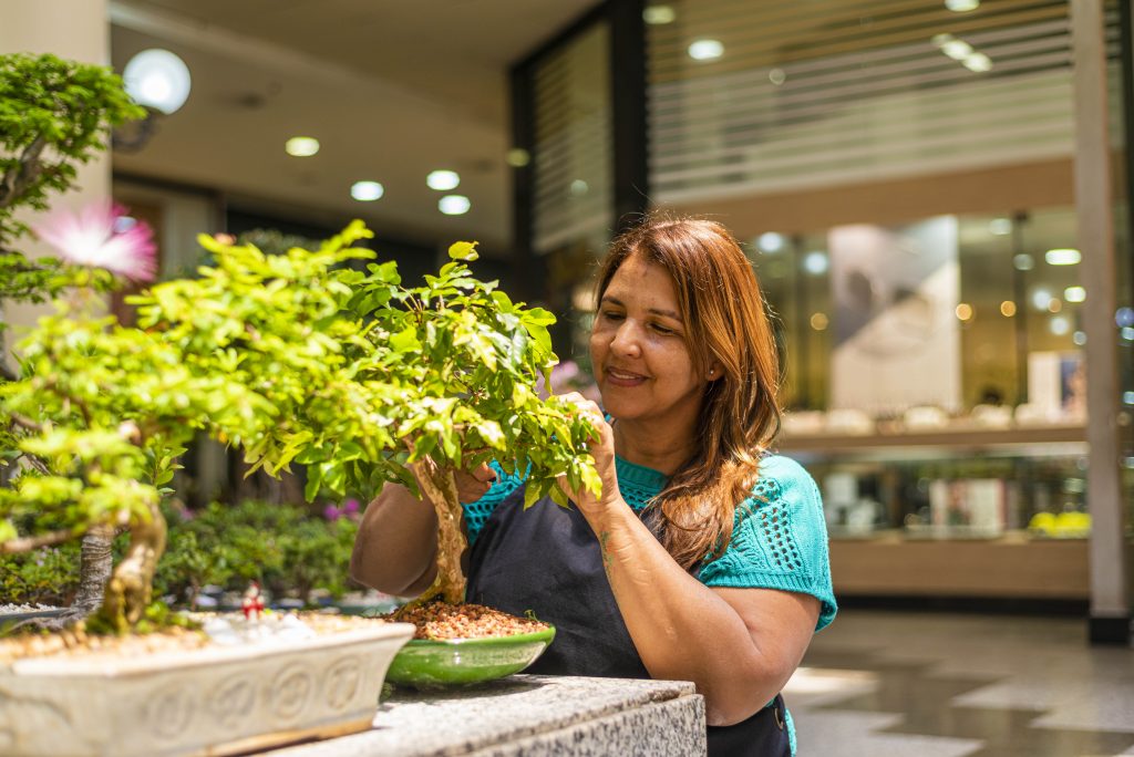 A Arte milenar do bonsai em exposição no Liberty Mall