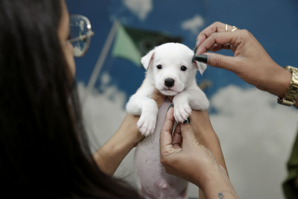 Feirinha de adoção do ParkShopping traz fofuras caninas e felinas neste fim de semana