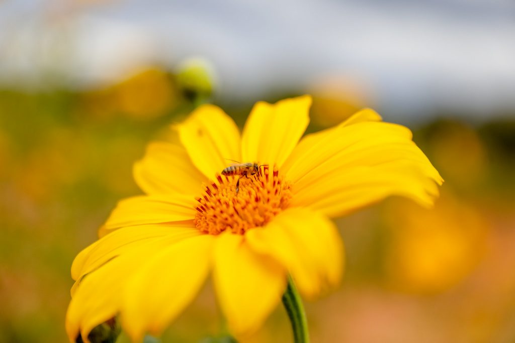 Um ano e meio depois, Bosque dos Ipês segue vivo e com árvores despontando