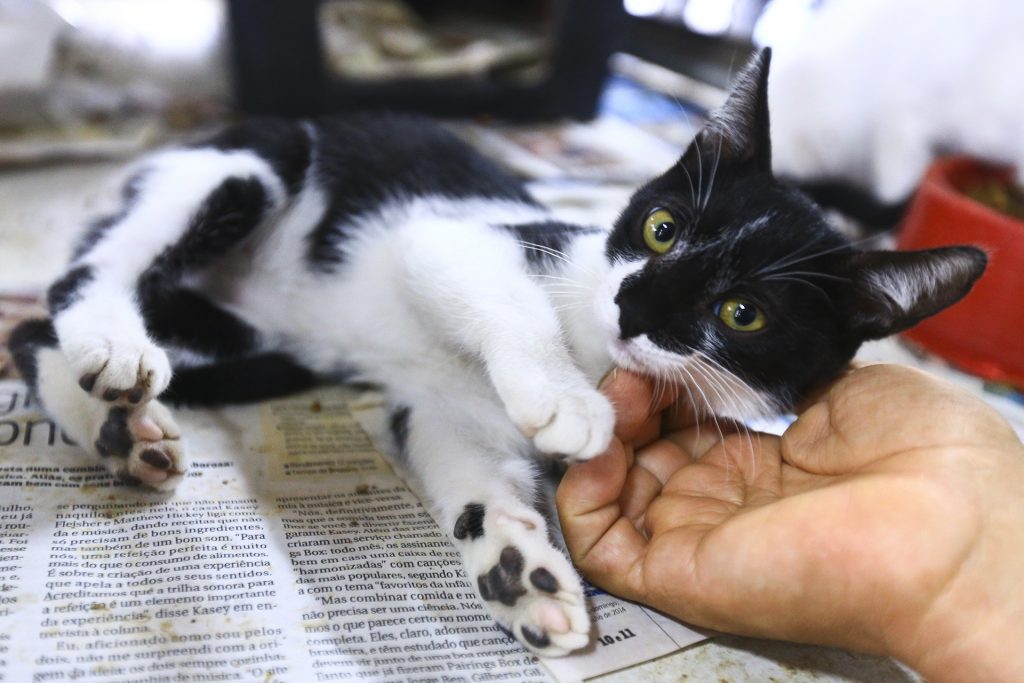 Estão abertas as inscrições de fevereiro para castração gratuita de cães e gatos