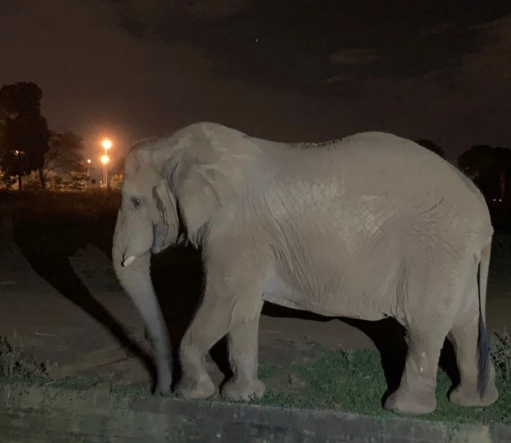 Zoológico de Brasília volta a oferecer passeio noturno