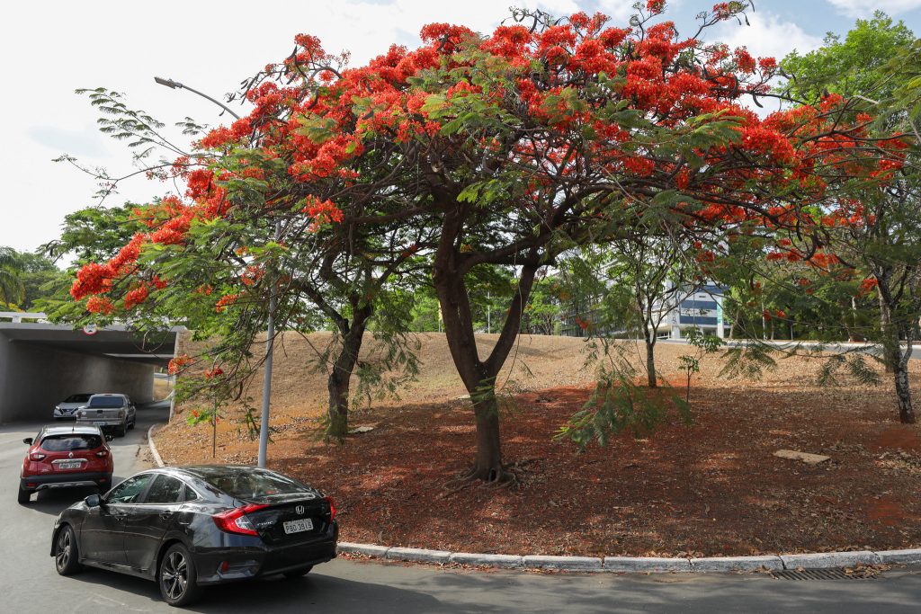 Agora é a vez dos Flamboyants colorirem as ruas do Distrito Federal