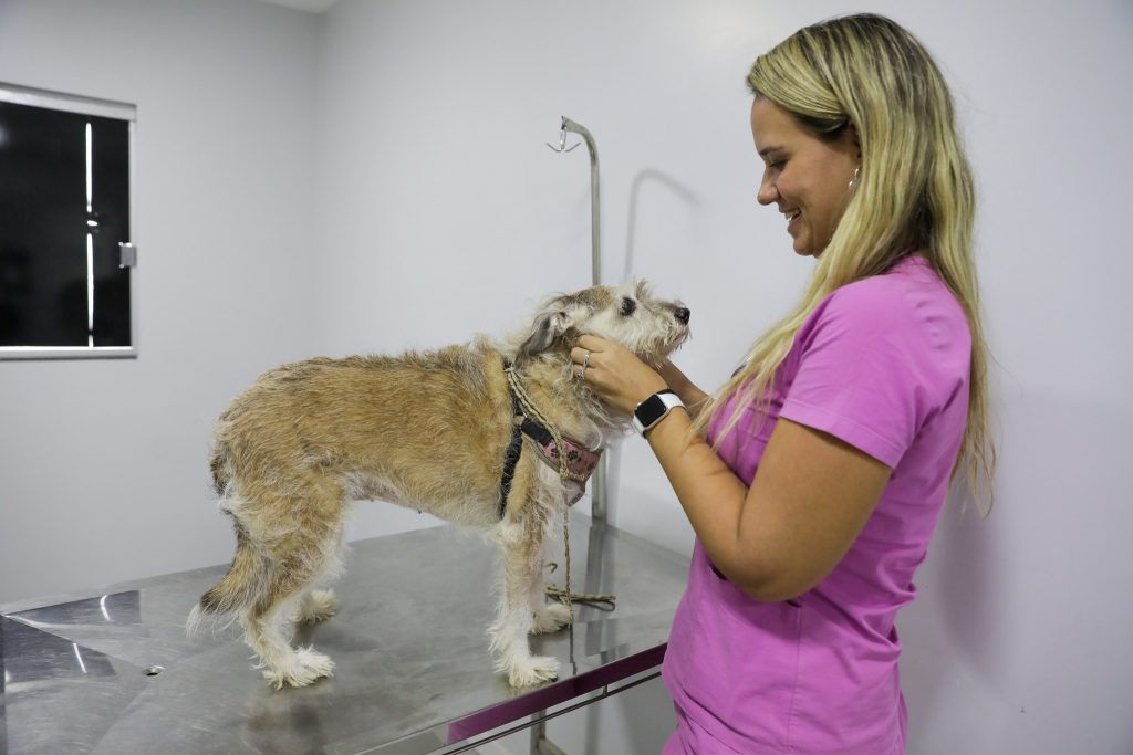 Outubro Rosa Pet: Governo oferece tratamento gratuito de câncer de mama para animais domésticos