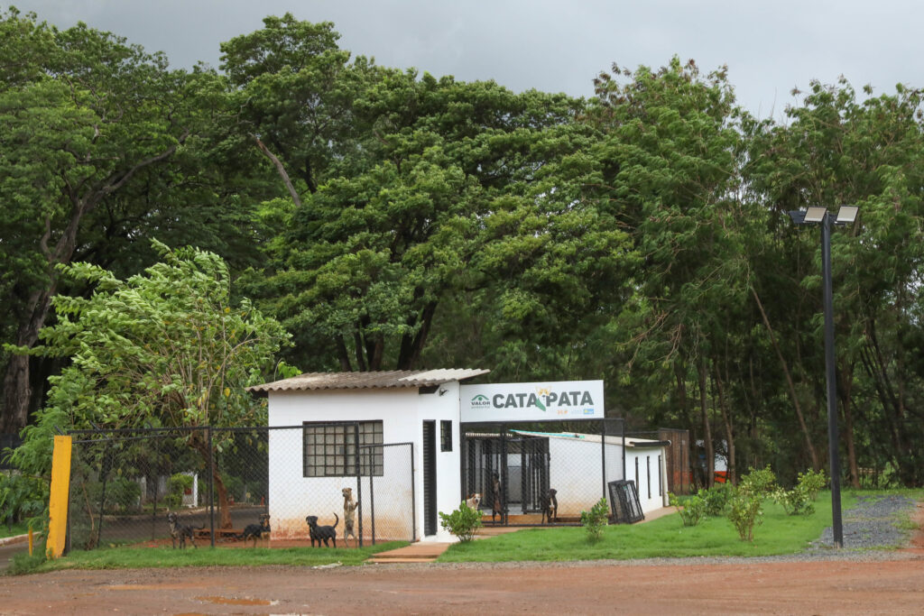 Das ruas para um novo lar: em um ano, projeto Cata Pata resgata 65 cachorros