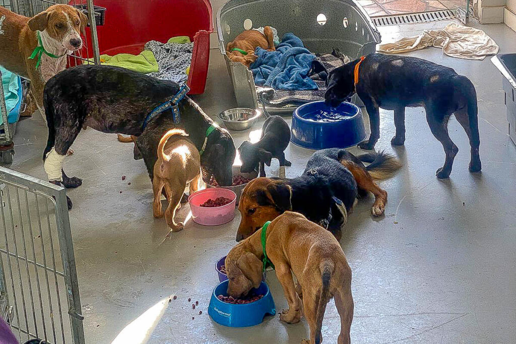Cachorros resgatados em condições de maus-tratos na Candangolândia precisam de doações