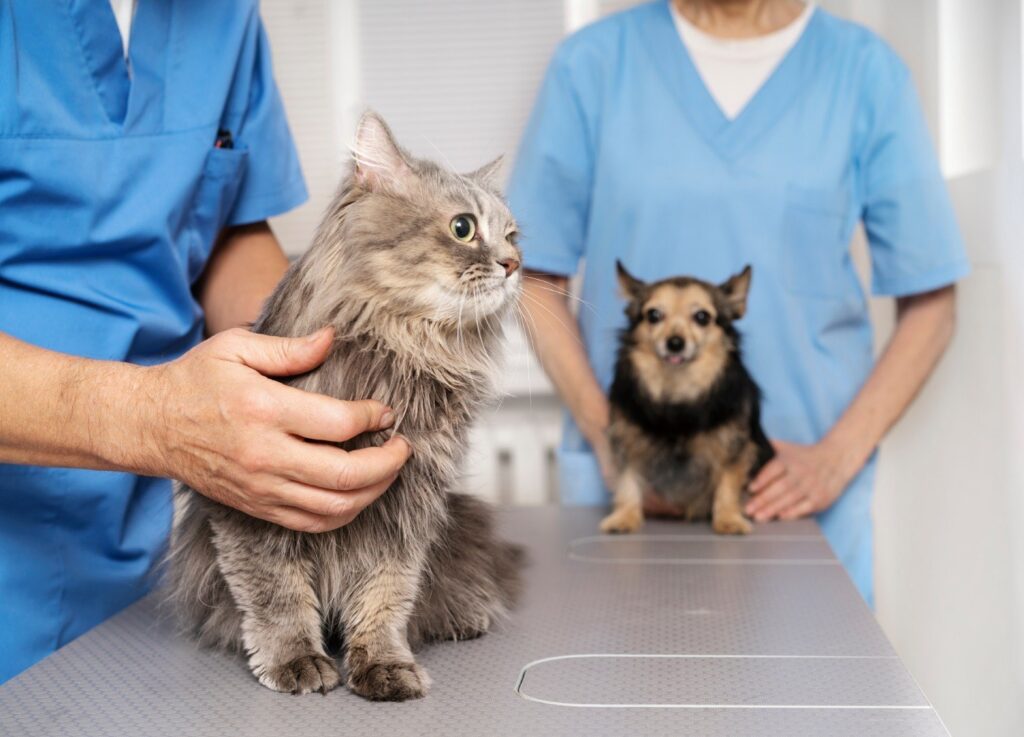 GDF abriu 720 vagas para castração gratuita de animais em fevereiro. Saiba como agendar