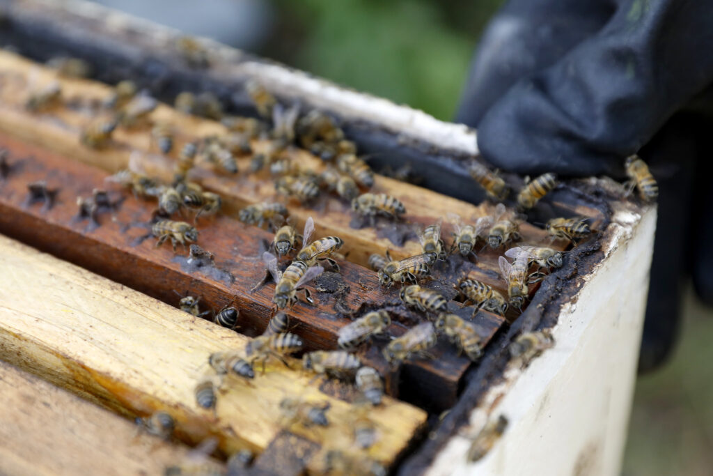Estiagem favorece ataques de abelhas. Saiba o que fazer em situações de risco
