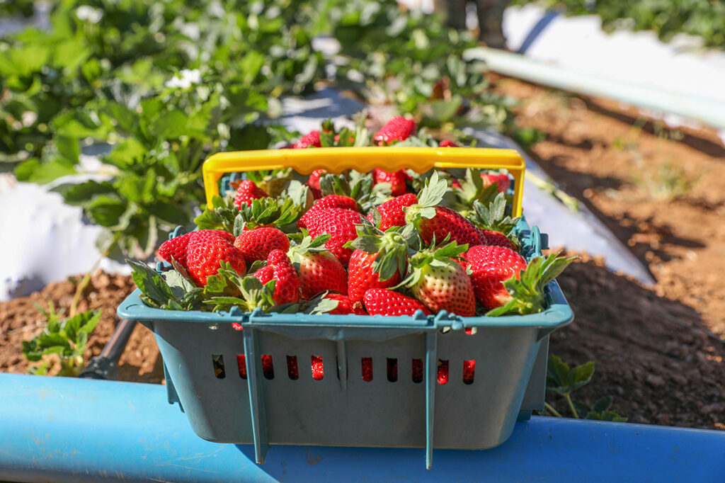 Começou a temporada de morangos no Distrito Federal