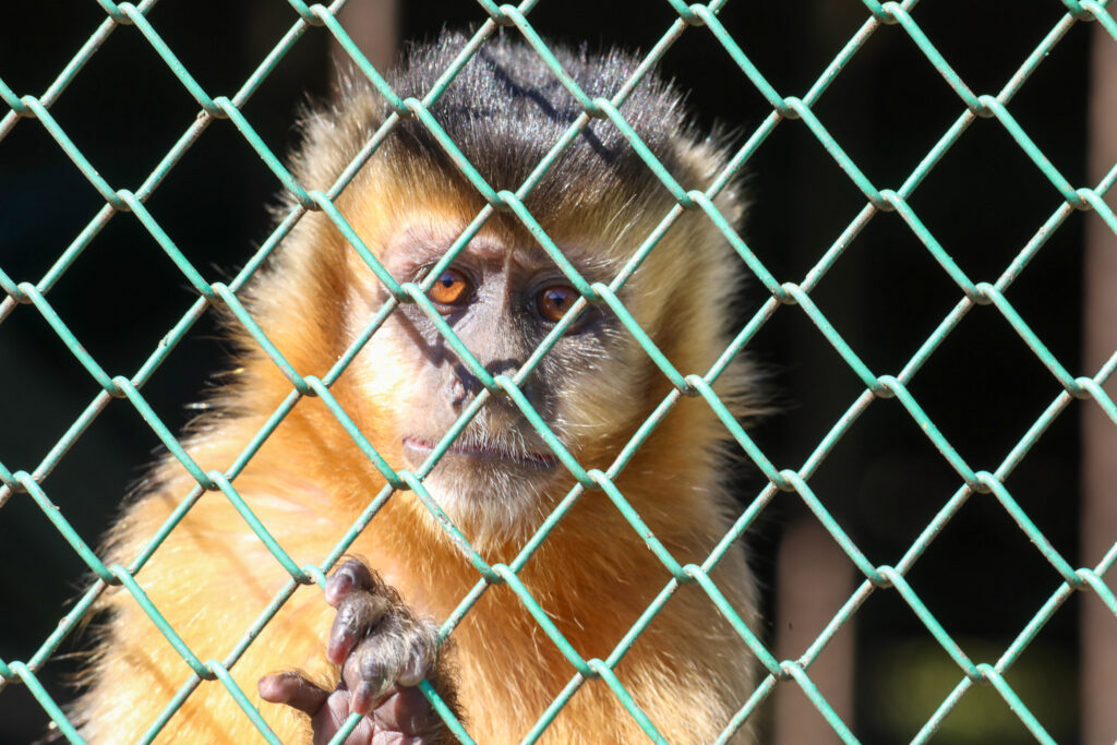 Aumentaram os pedidos de manejo de animais silvestres no DF. Saiba o que fazer nesta situação
