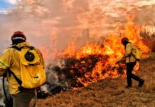 DF marca presença na COP 30 como referência nacional em sustentabilidade e proteção ao Cerrado