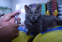Nova campanha contra a raiva espera imunizar 160 mil cães e gatos no DF