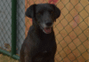 Evento de adoção de cães vai movimentar o Parque da Cidade neste fim de semana