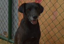 Evento de adoção de cães vai movimentar o Parque da Cidade neste fim de semana