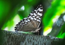 Programação especial celebra os 20 anos do Borboletário do Zoológico de Brasília