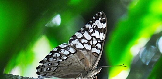 Programação especial celebra os 20 anos do Borboletário do Zoológico de Brasília