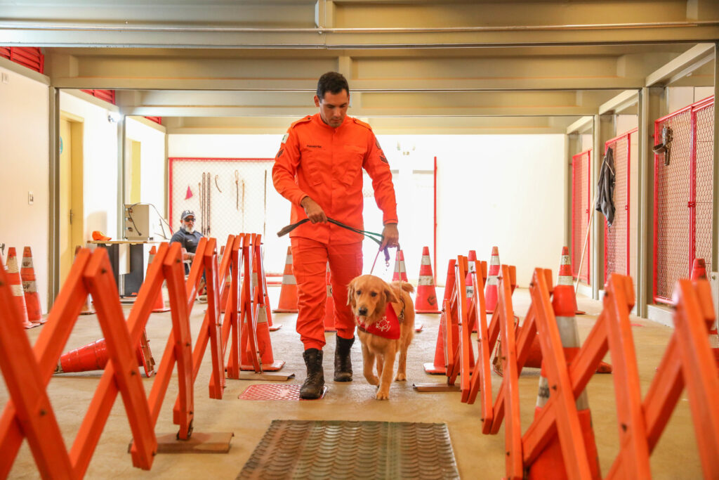 Cães-guia do Corpo de Bombeiros buscam famílias voluntárias para socialização