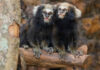 Casal de saguis-da-serra-escuro encanta os visitantes do Zoológico