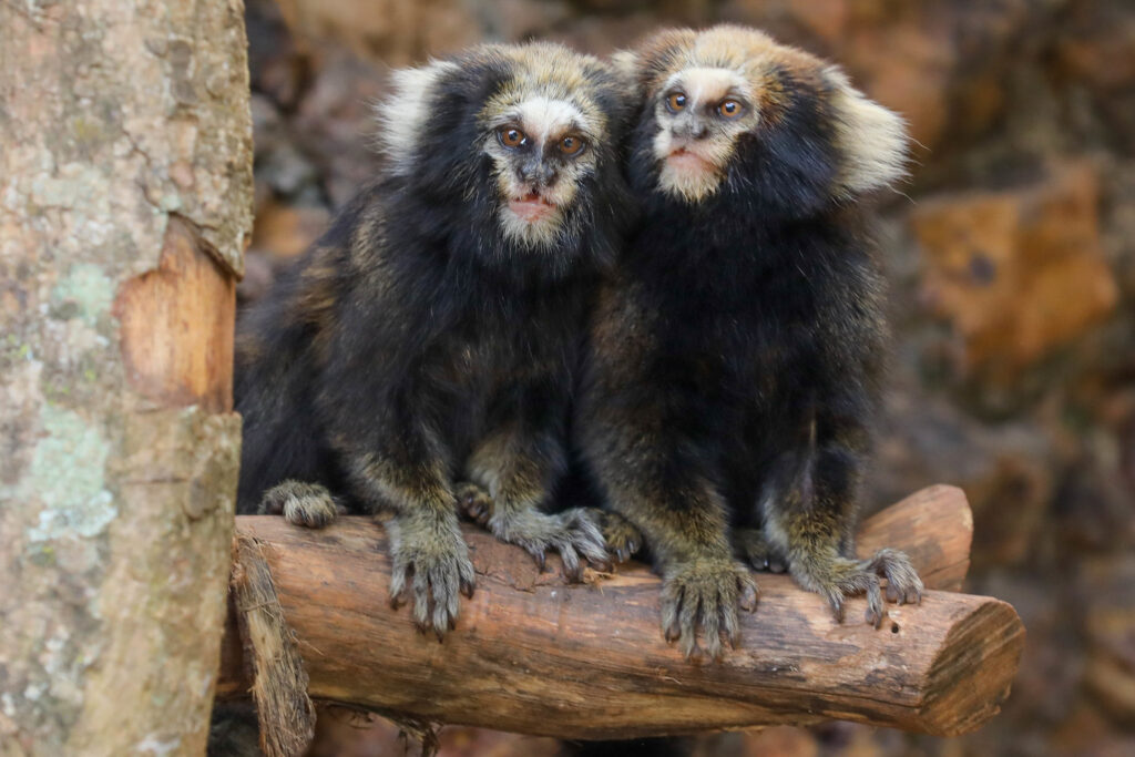 Casal de saguis-da-serra-escuro encanta os visitantes do Zoológico