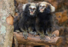 Casal de saguis-da-serra-escuro encanta os visitantes do Zoológico