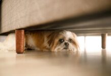 Legislação distrital não permite fogos de artifício de alto estampido