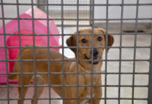Dez cães aguardam adoção na Zoonoses